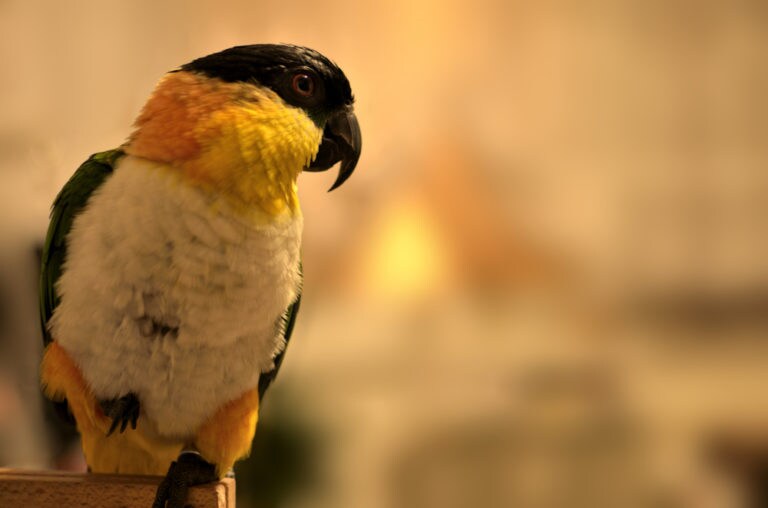 Do Birds Need Vaccines? BeChewy