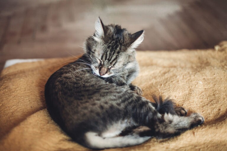 My Cat Licks Himself Obsessively Until He Is Bare in Spots BeChewy