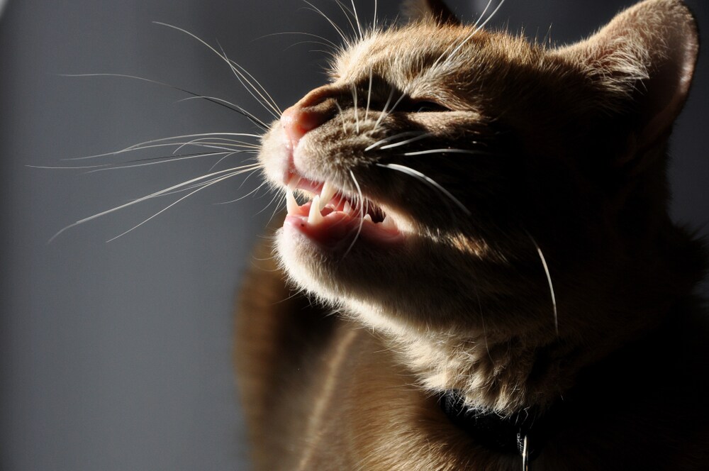 Why Is My Cat Losing Hair On His Bottom Lip Lipstutorial