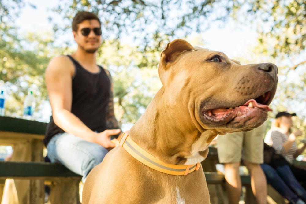 do american bullies have lock jaw