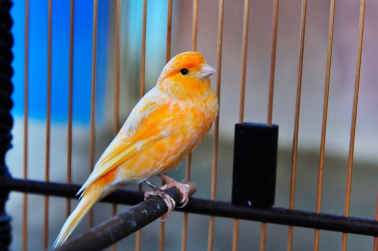 Bird Health And Feather Color Changes