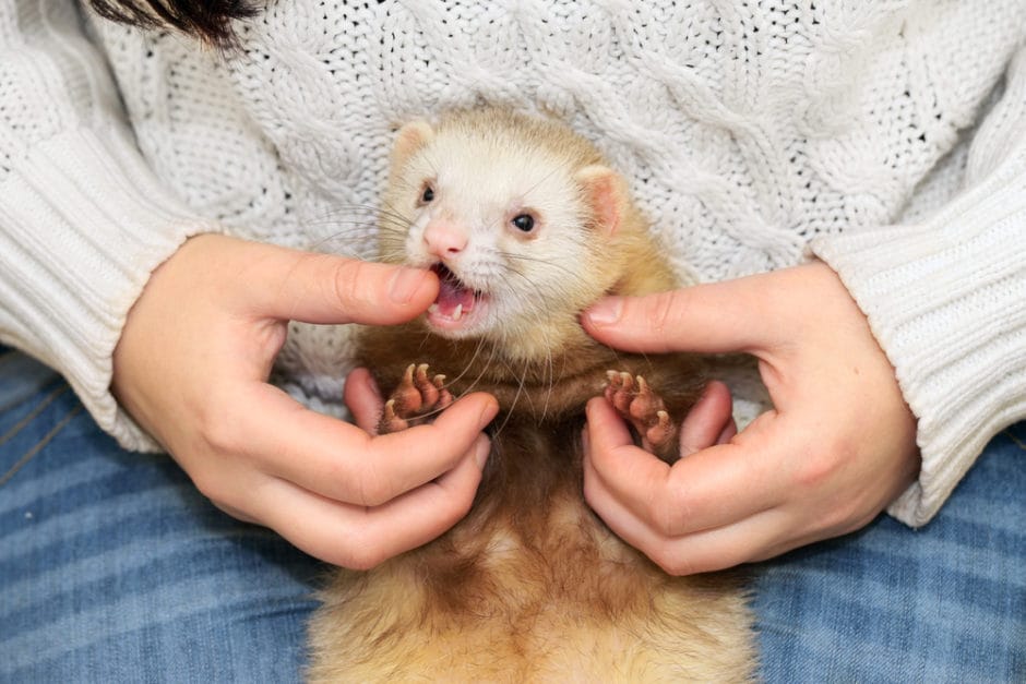 15 Incredible Facts About Ferrets Bechewy