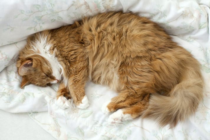 how much do senior cats sleep?
