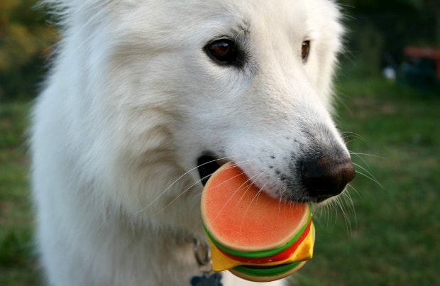 puppy whines when playing with squeaky toy