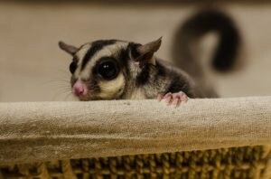 dehydrated sugar glider