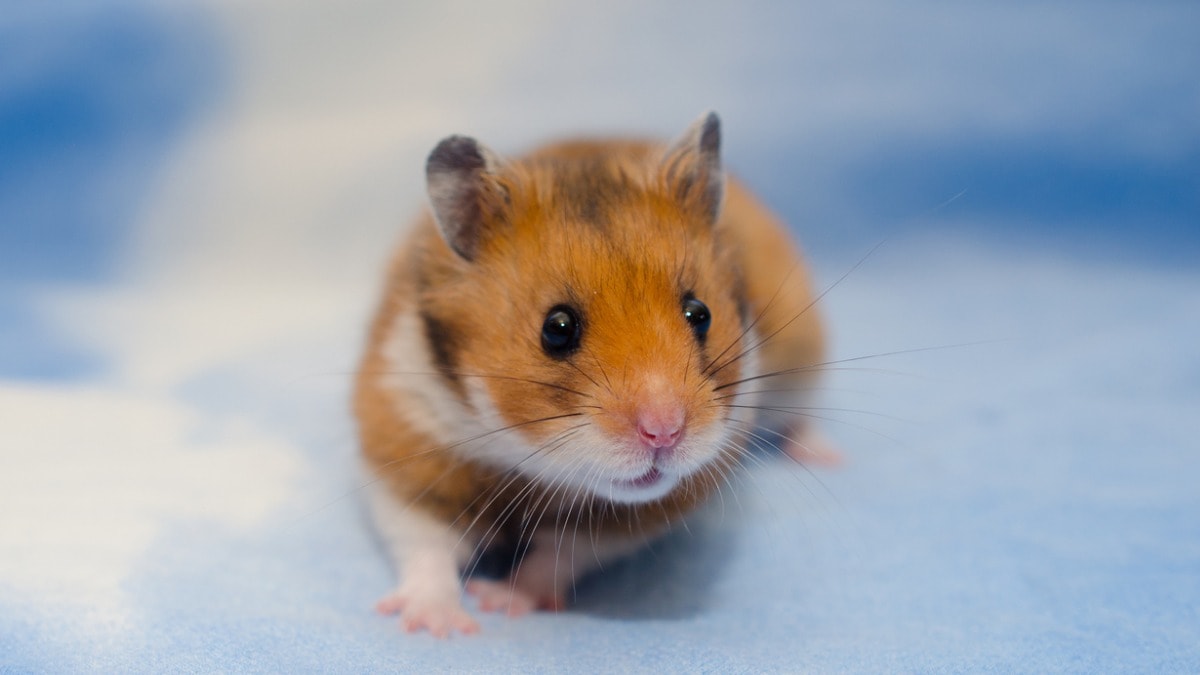 Syrian Hamster Picture Id849727116 1 