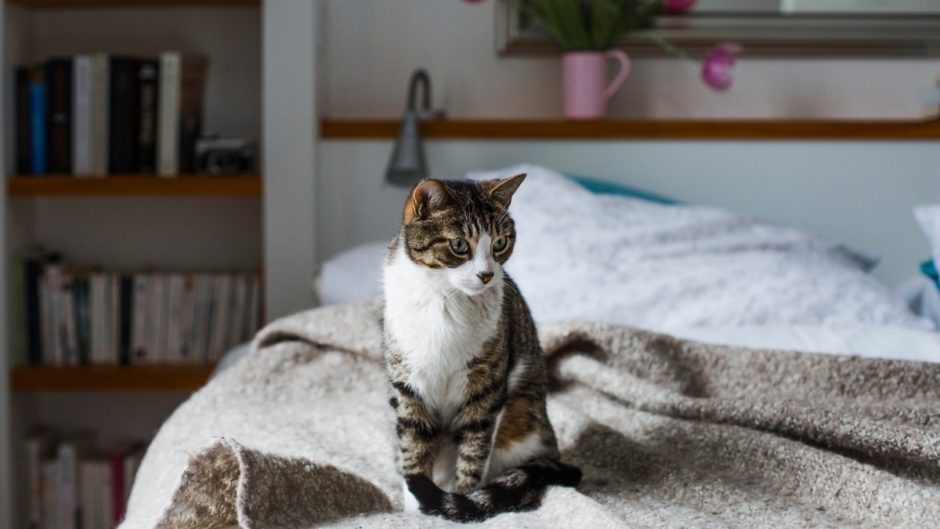 Can Cats Stay in One Room All Day? BeChewy