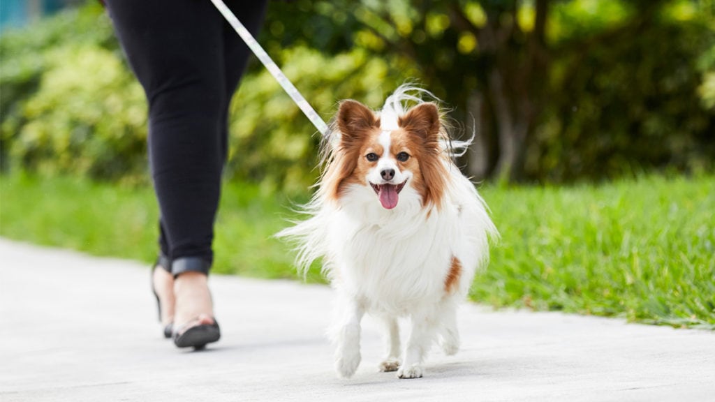 how to stop dog from leash pulling