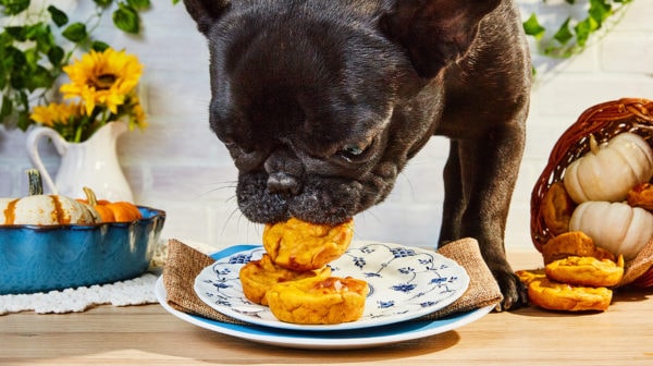 Festive Thanksgiving DIY Dog Treat Recipe | BeChewy