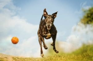 my dog destroys all toys