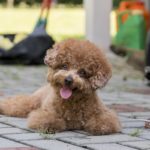 poodle toy breed