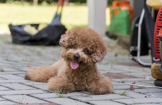 Toy Poodle Dog Breed Bechewy