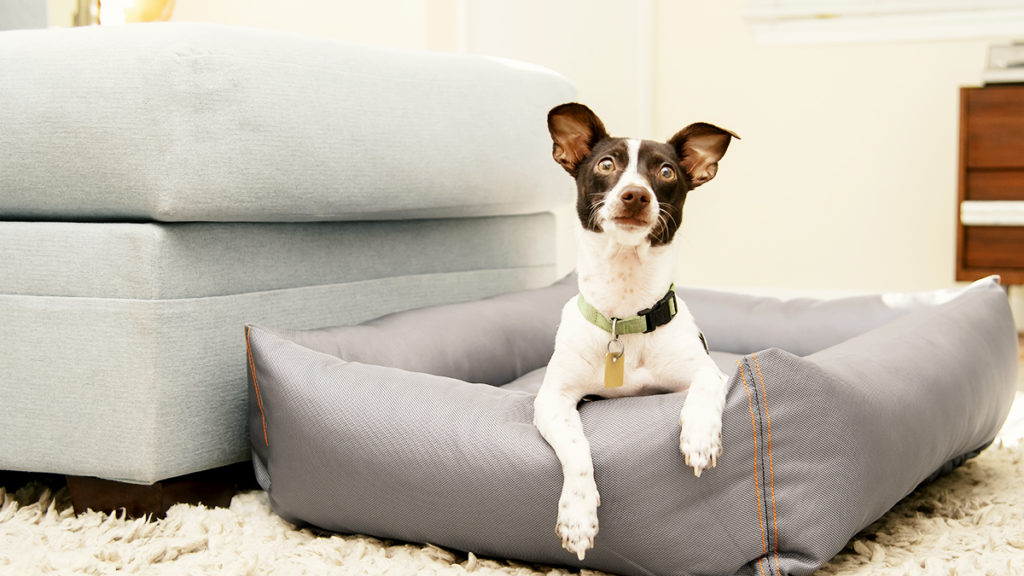 what to use to keep dogs off furniture