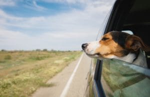 the best travel dogs