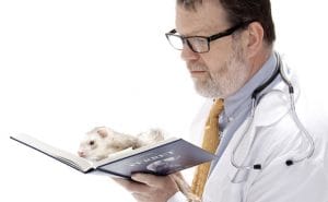 Directory Of Veterinarians For Exotic Small Mammals | BeChewy