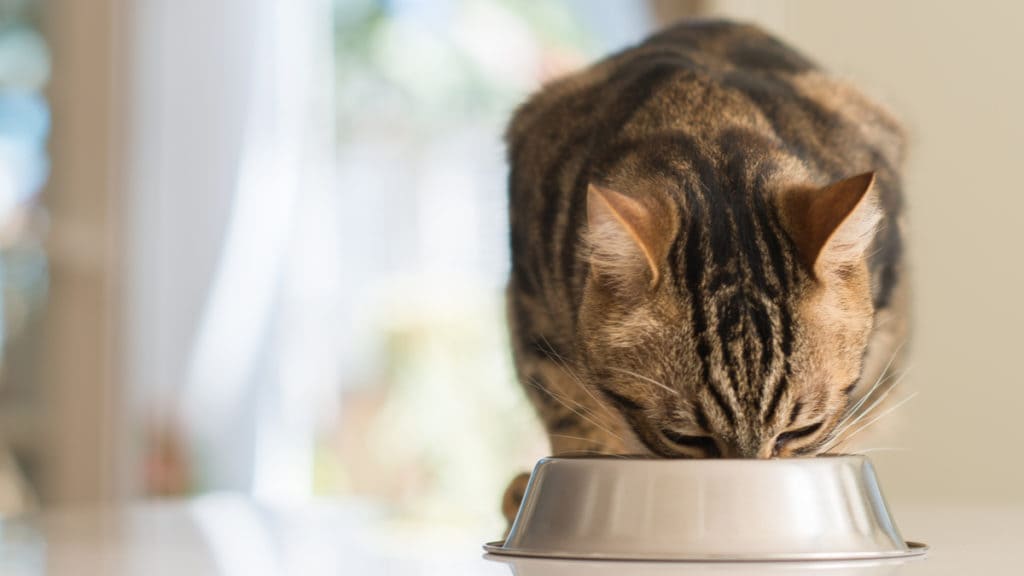 5 Cat Health Conditions Veterinary Exclusive Diets Help Support