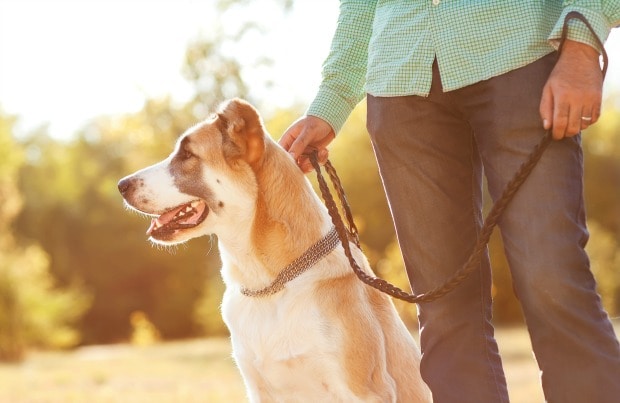 Dog Games: 15 Minute Games to Play With a Dog