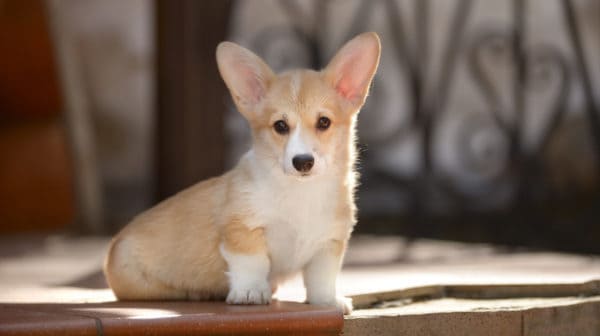 CORGI PUPPY LOVES TOYS SHAPED Like His BODY - favorite dog toys 