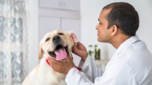 static correction for dogs