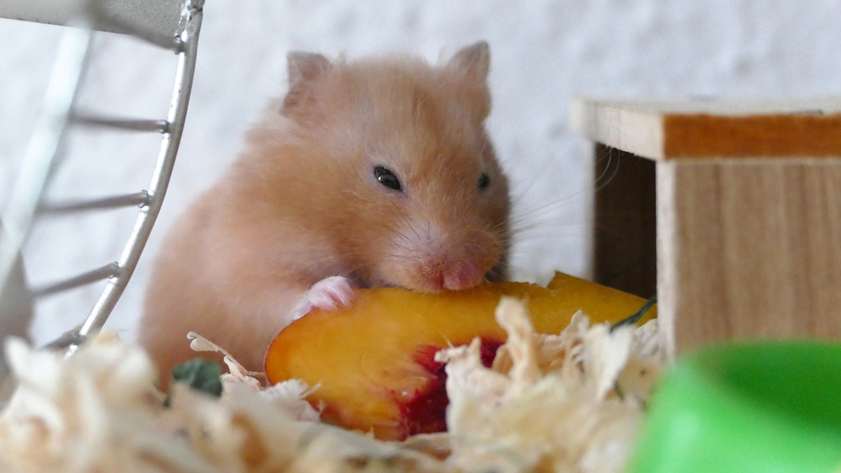 Can hamster eat guinea pig clearance food