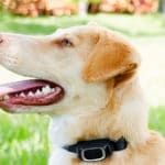 static shock dog collar