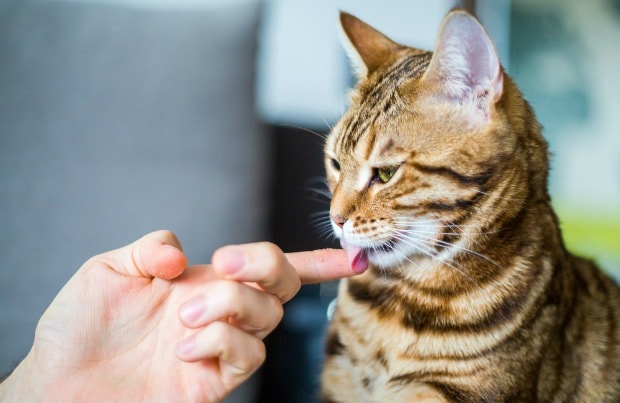 Grooming my hot sale cat