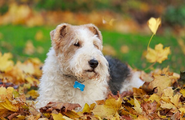 Wire Fox Terrier Dog Breed BeChewy